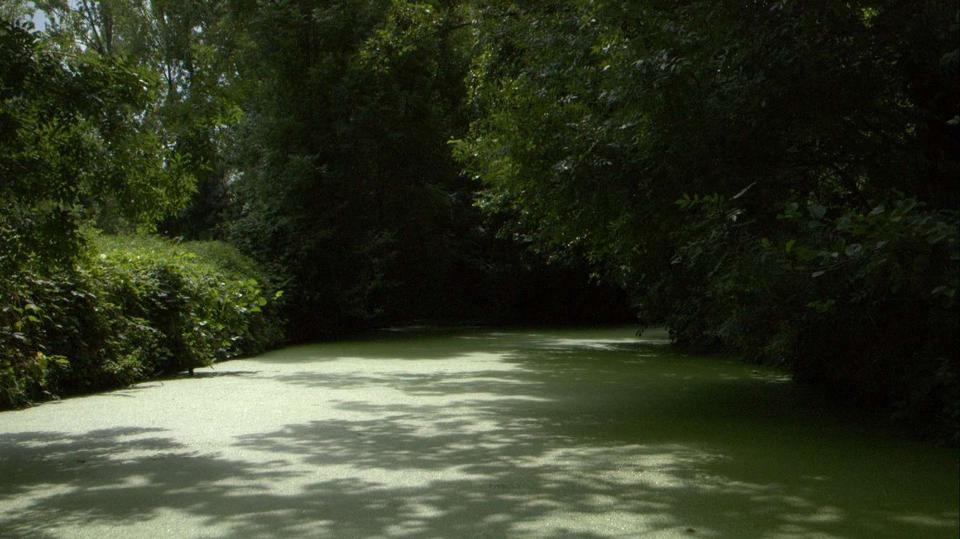 Marais Poitevin : marais mouillés