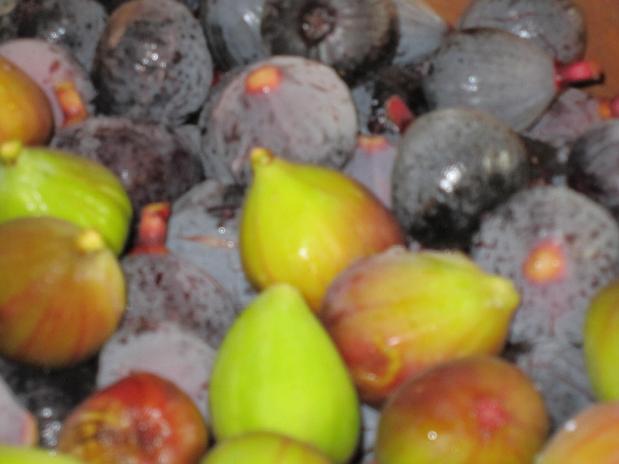 En septembre, les figues du verger