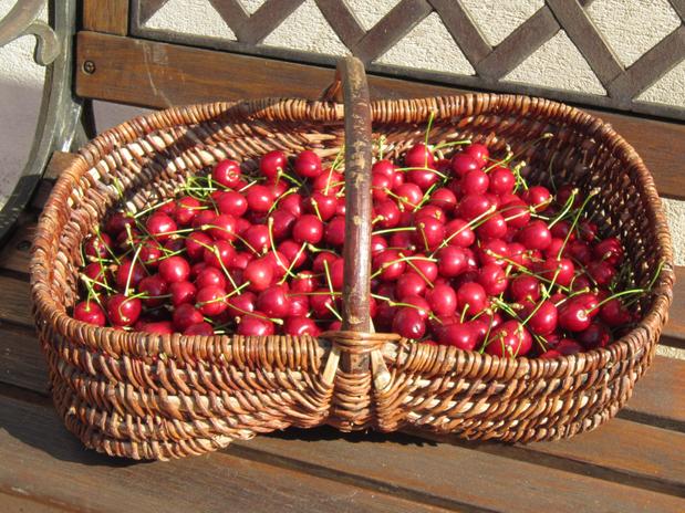 En juin, les cerises du verger